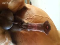 [ Zoophilia Sex DVD ] Big brown horse with a gigantic schlong